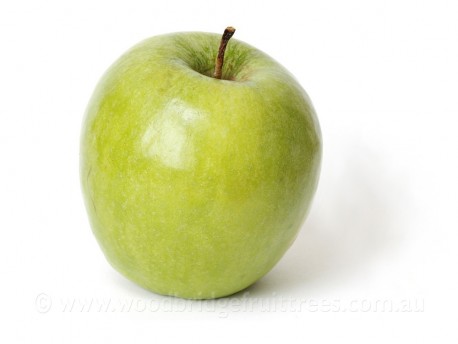 Semi-Dwarf Granny Smith Apple